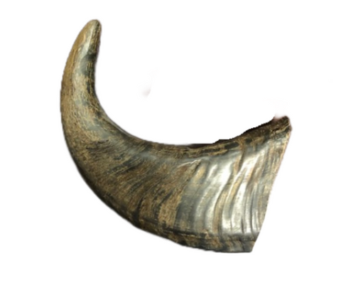 <img src="horn.png" alt="water-buffalo-horn-dog-chew-large">